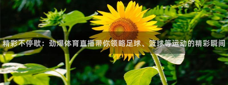 飞速直播nba：精彩不停歇：劲爆体育直播带你领略足球、篮球等运动的精彩瞬间