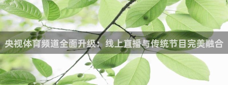 飞速nba直播在线观看：央视体育频道全面升级：线上直播与传统节目完美融合