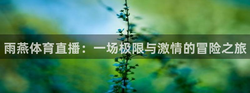 飞速体育nba无插件直播：雨燕体育直播：一场极限与激情的冒险之旅